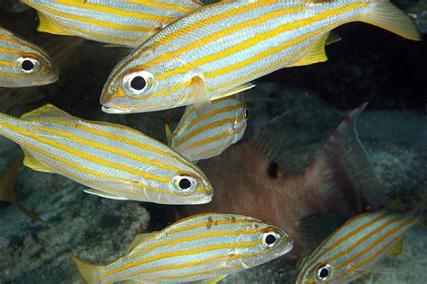 Haemulidae .